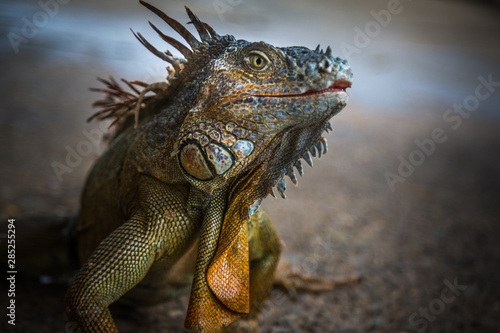 Iguana Close-Up in. Iguana exposure done in an iguana farm in Roatan  Honduras.