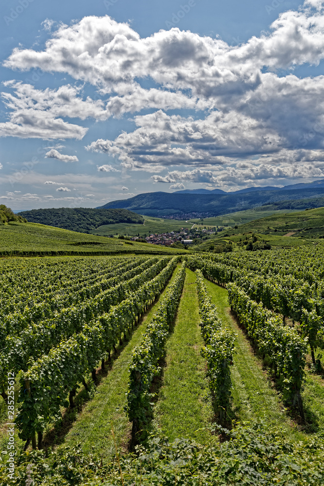 Vignes d'Alsace