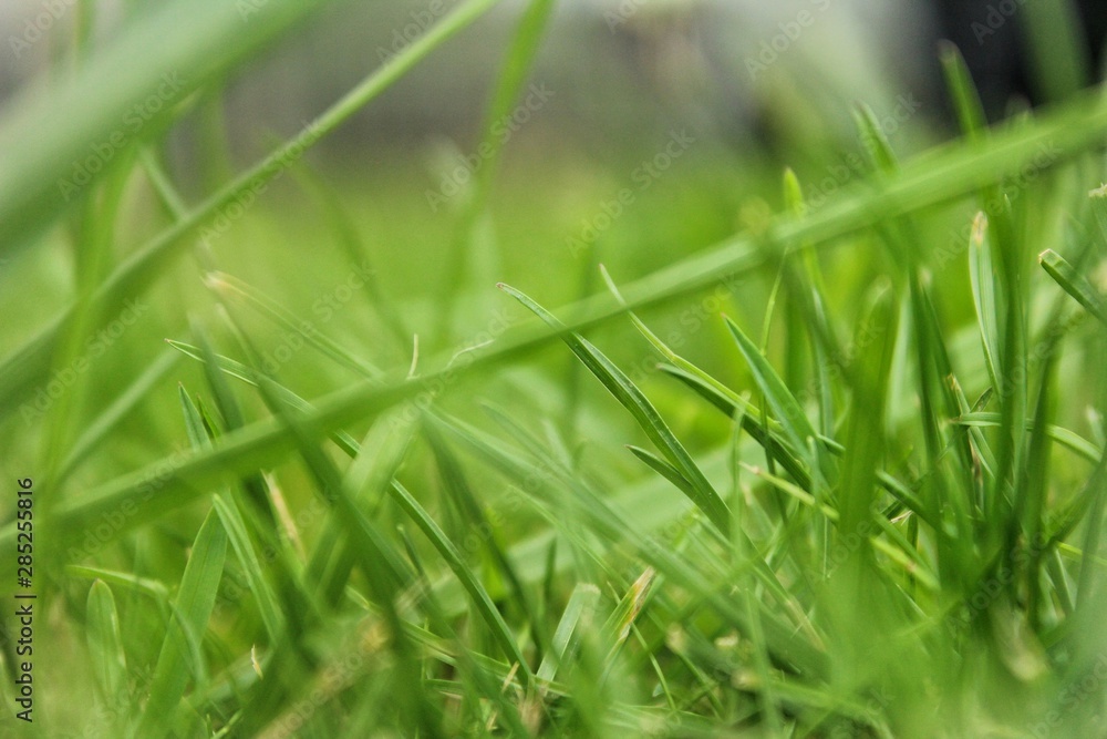 Green grass Green grass