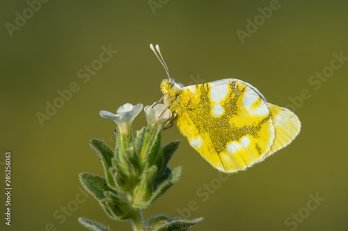 Pieridae / Zegris / / Zegris eupheme photo