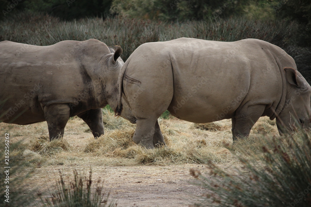 troupeau de rhino troupeau de rhino