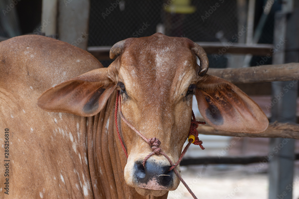Naklejka premium Thai cows are eating grass in the farmer's fields