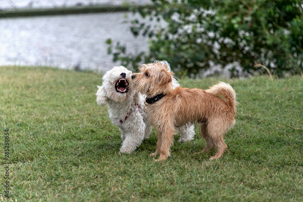 Nanja, Bichon Bolognese doggy, and little terrier playing in the park Nanja, Bichon Bolognese doggy, and little terrier playing in the park