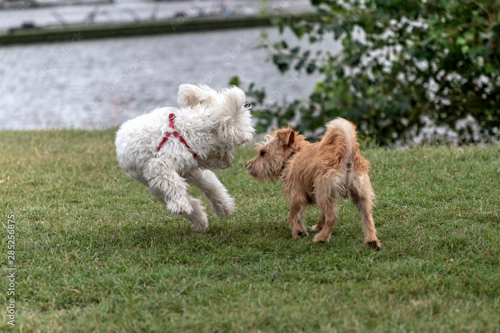 Nanja, Bichon Bolognese doggy, and little terrier playing in the park 