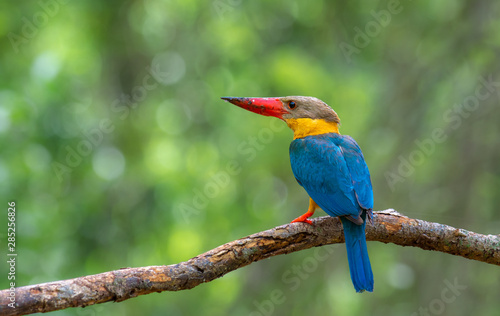 Birds in nature with beautiful colors Strork billed Kingfisher.