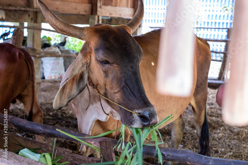 Thai cows are eating grass in the farmer's fields