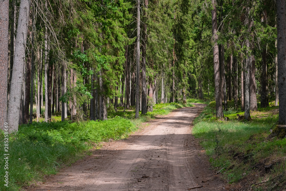 Fototapeta premium Gravel and sand road in the pine forest. Diminishing perspective of the path in the woods. Walking or driving through the trees on the forrest road with green grass on the sides