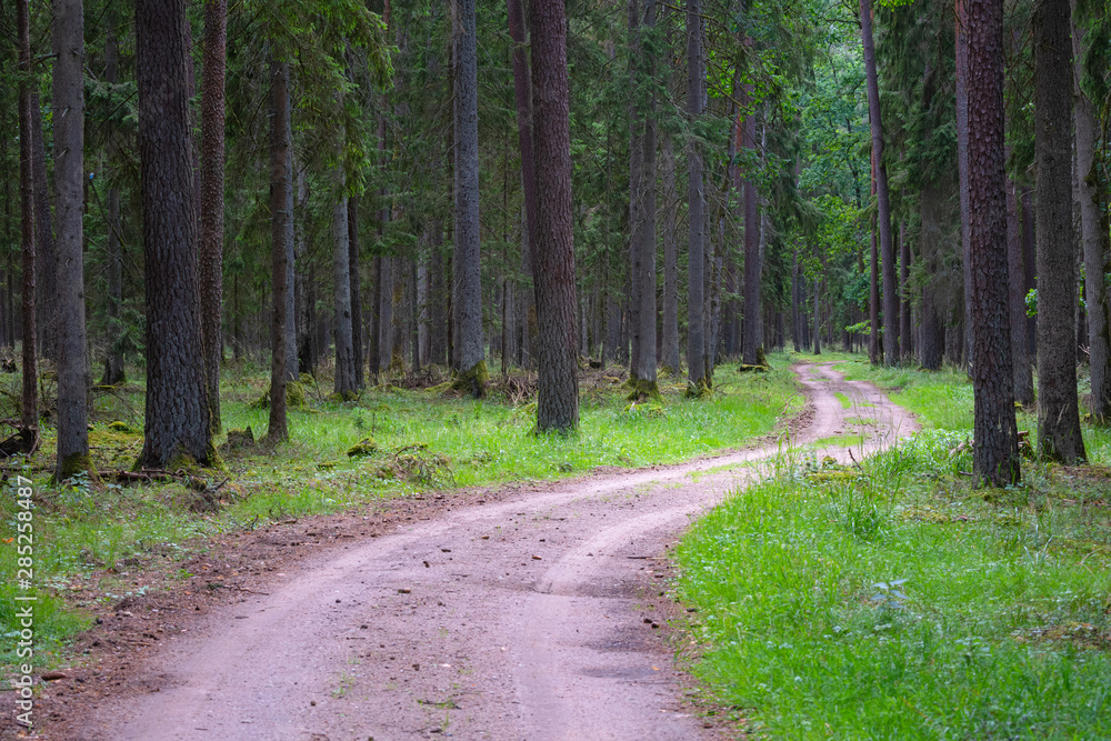 Obraz premium Gravel and sand road in the pine forest. Diminishing perspective of the path in the woods. Walking or driving through the trees on the forrest road with green grass on the sides
