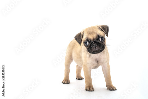 Funny pug Puppy on a white background. © teerapong