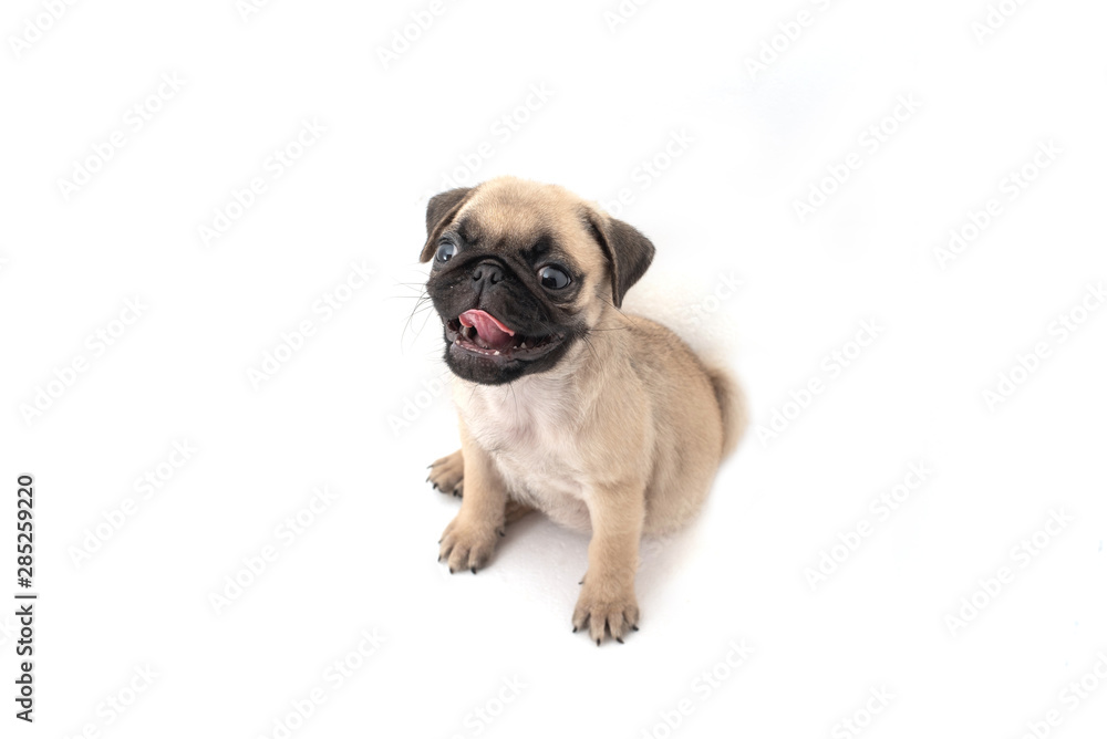 Funny pug Puppy on a white background.