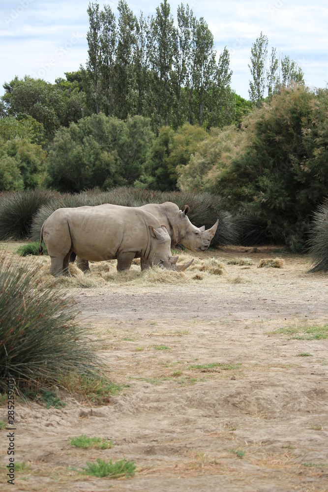 Naklejka premium rhinocéros dans un zoo
