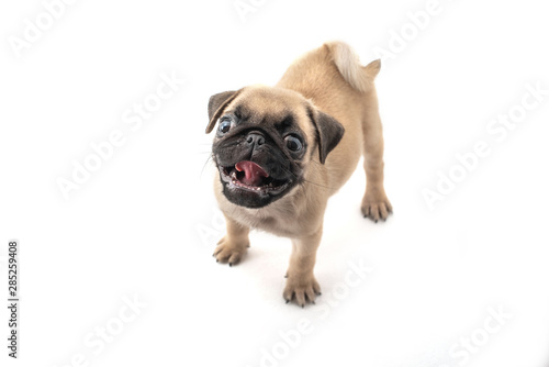 Funny pug Puppy on a white background.