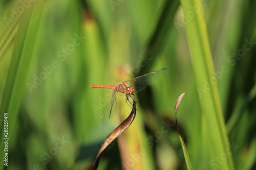 Dragonfly sitting on a blade of grass. Blurred background