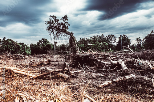 Environmental Crisis Unveiled: Devastating Effects of Deforestation and Rainforest Destruction