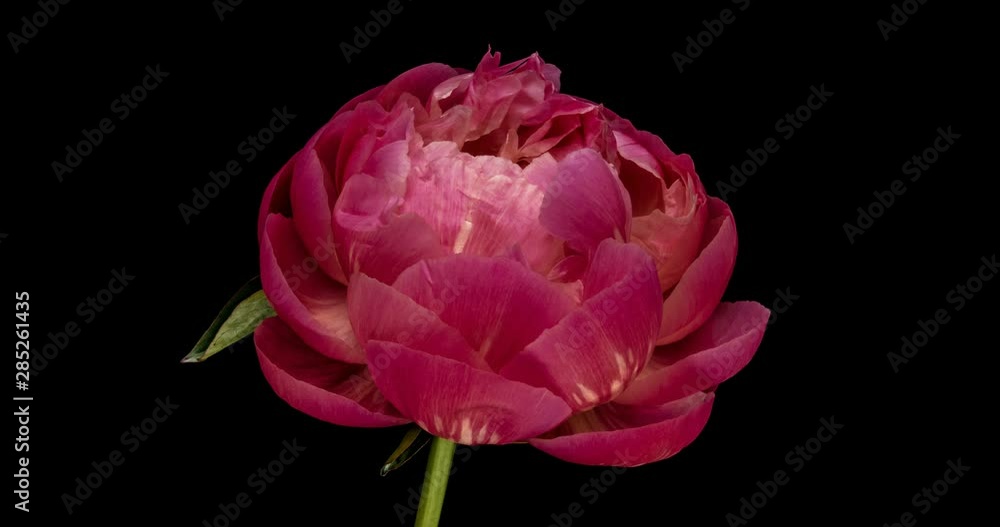 Pink Peony Flower Blooming. Black Background. Timelapse. 4K. Pink Peony Flower Blooming. Black Background. Timelapse. 4K.