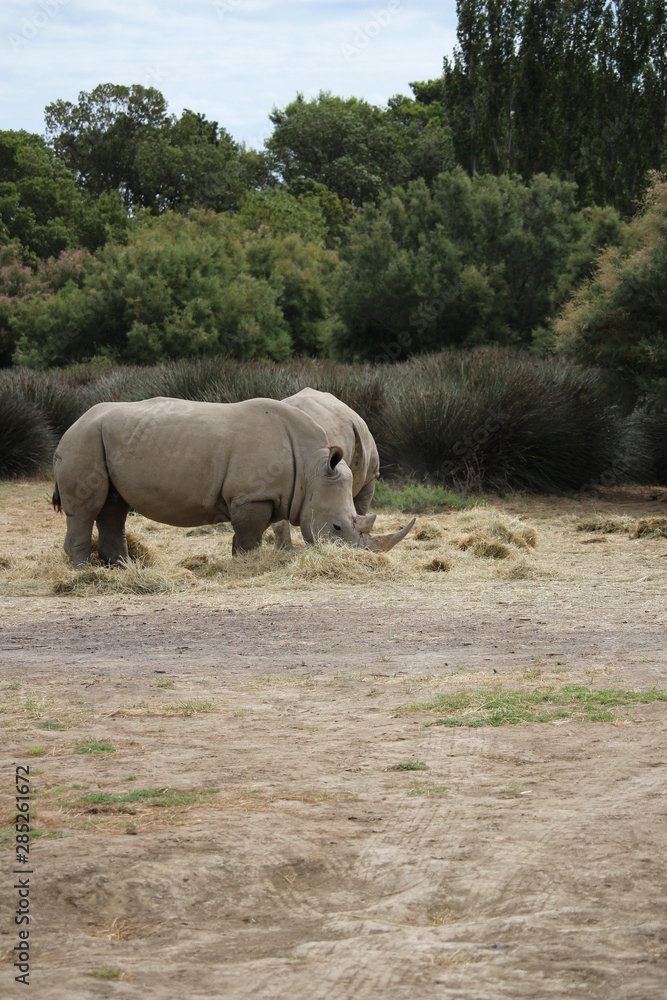 rhino rhino