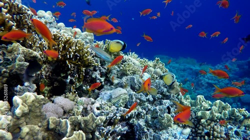 Wallpaper Mural Ocean. Underwater life in the ocean. Colorful corals and fish. Torontodigital.ca