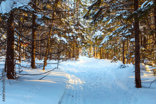 Snow covered trail in winter forest