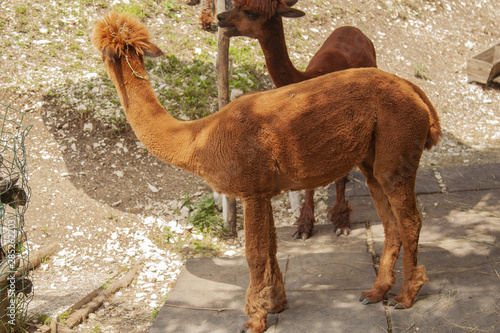 animale domestico famoso per la lana alpaka alpaca © frrlbt