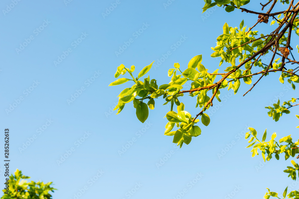 Green branches and blue sky in springtime Green branches and blue sky in springtime