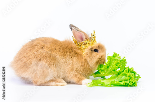 Brown Rabbit Wearing a golden crown eating lettuce on white background.