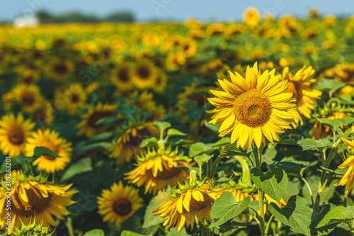 Prettiest sunflowers field. Closeup of sunflower on farm. Rural landscape