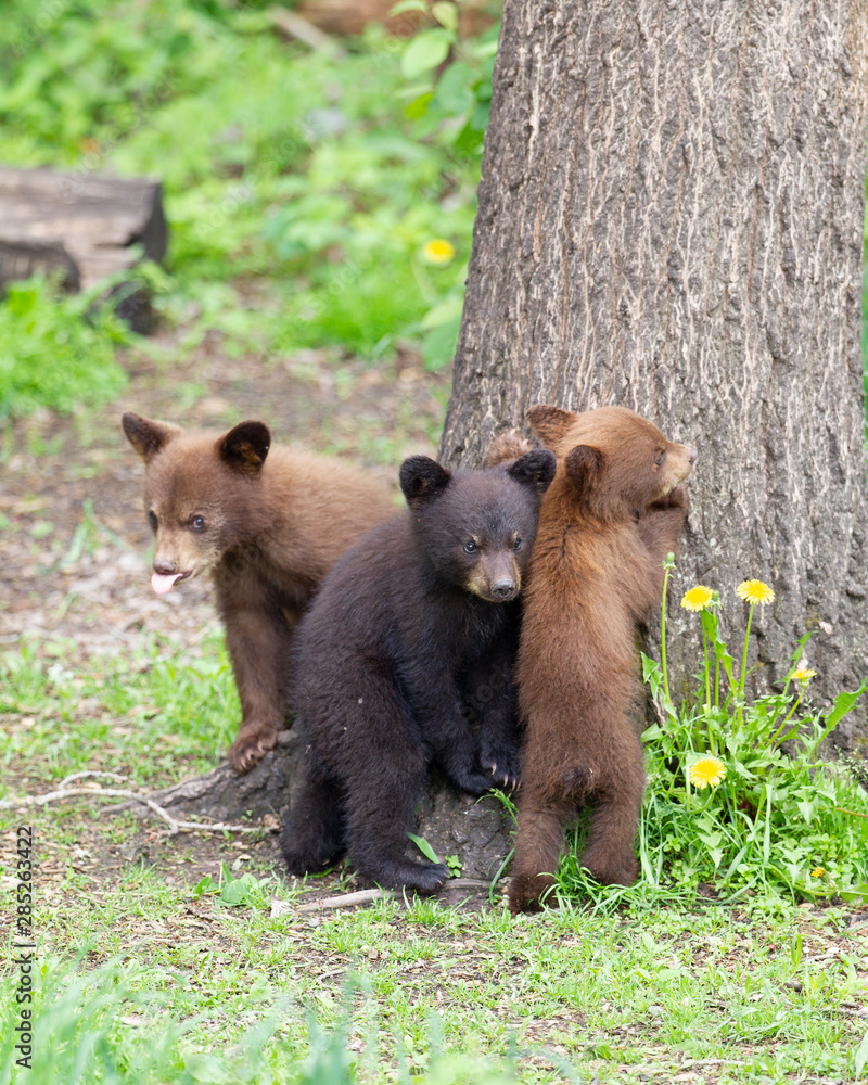 Black Bear cubs in Orr, Minnesota Black Bear cubs in Orr, Minnesota