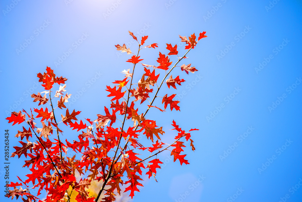 Autumn background-red oak leaves against the blue sky Autumn background-red oak leaves against the blue sky