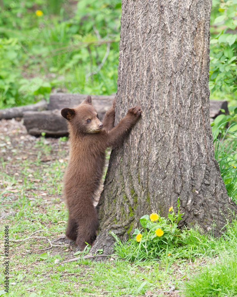 Fototapeta premium Black Bear cubs in Orr, Minnesota