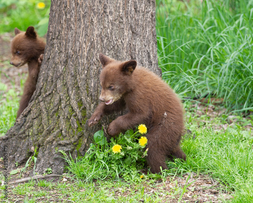 Black Bear cubs in Orr  Minnesota