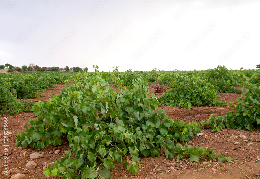 Vineyard in La Mancha, Spain Vineyard in La Mancha, Spain