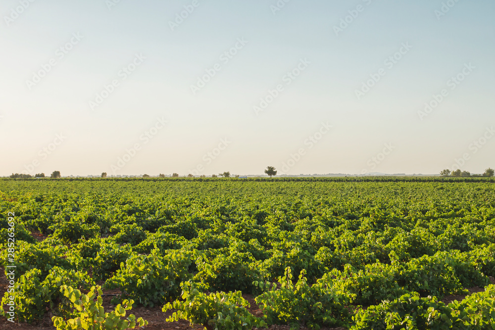 Green vineyards landscape in La Mancha, Spain