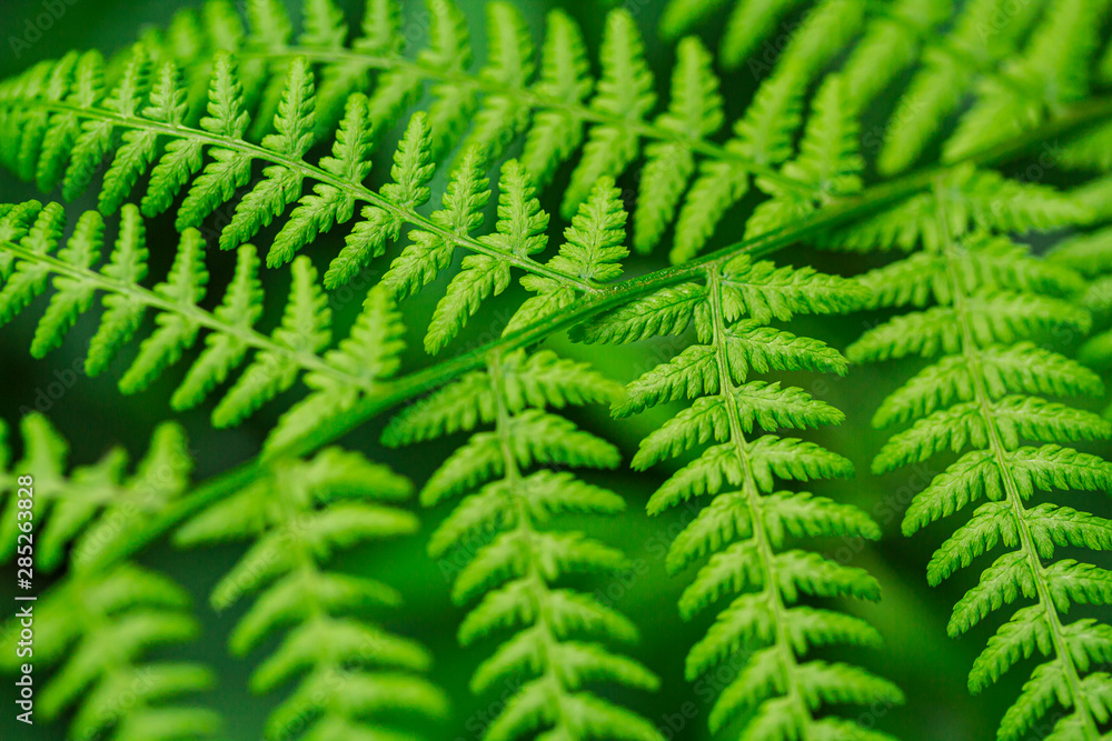 Wild fern in the northern forest. Close-up, small depth of field. Blurred green background.