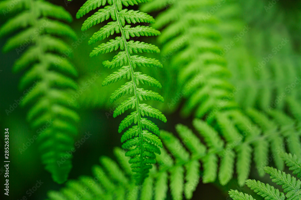 Wild fern in the northern forest. Close-up, small depth of field. Blurred green background. Wild fern in the northern forest. Close-up, small depth of field. Blurred green background.