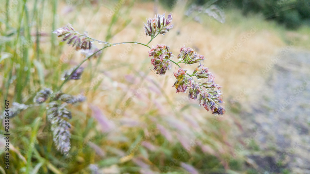 Tall grass stalk growing beside path through golden field Tall grass stalk growing beside path through golden field
