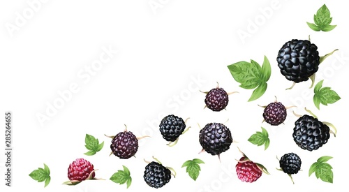 Fresh ripe blackberry with grren leaft isolated on white background. Summer berry closeup. 3D realistic black raspberry with copy space for you text. Banner. Vector illustration.