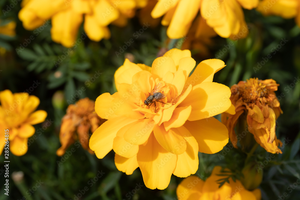 Fototapeta premium Close-up of fly collecting pollen from a yellow marigold flower at summer