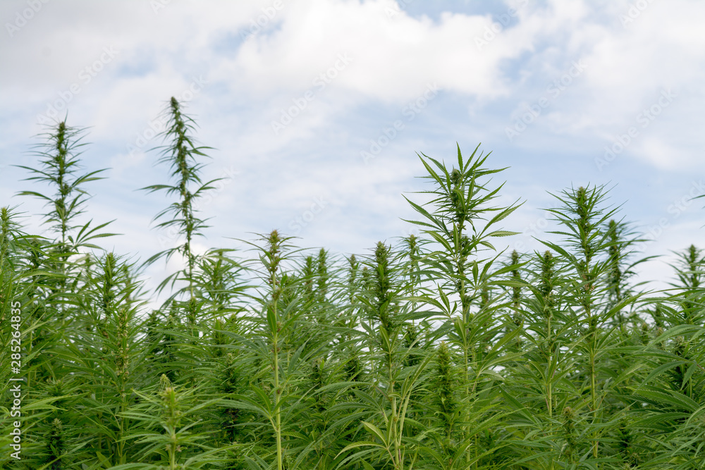 canabis on marijuana field ganja farm sativa leaf weed medical hemp hash plantation cannabis legal or illegal drug