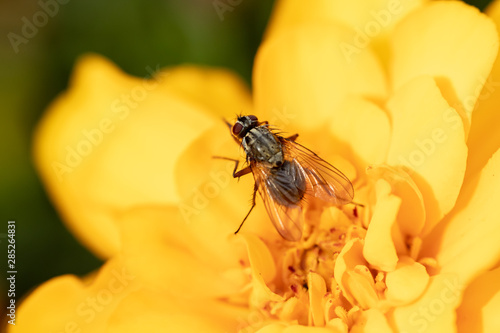 Close-up of fly collecting pollen from a yellow marigold flower at summer