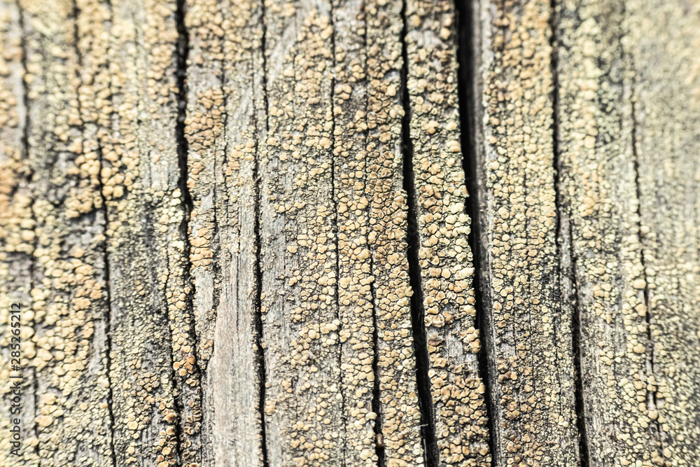 Obraz premium Macro photo of textured background of old grey faded boards covered with fungus and moss from old age