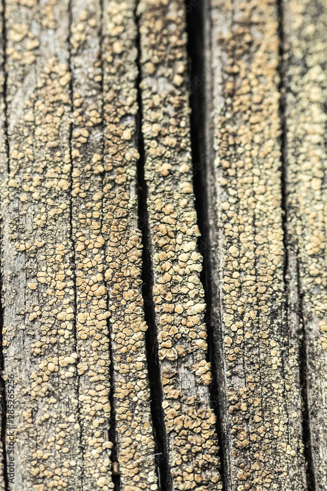 Obraz premium Macro photo of textured background of old grey faded boards covered with fungus and moss from old age