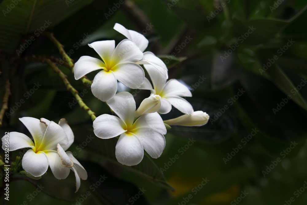 White Plumeria flowers are blooming on the tree White Plumeria flowers are blooming on the tree