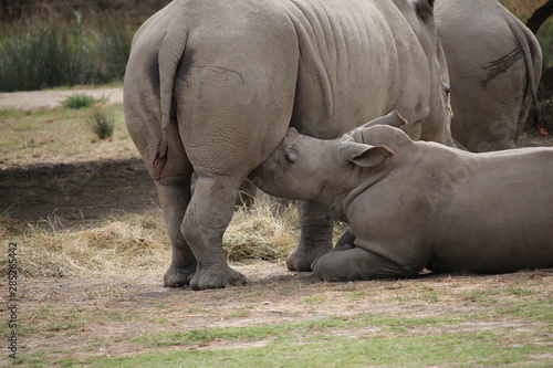 fête des mères rhino