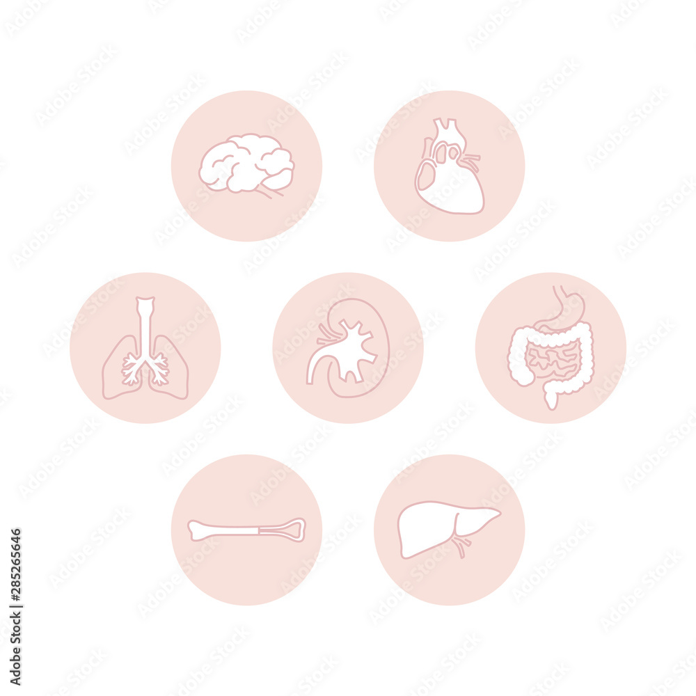 Set of icons of human organs Set of icons of human organs
