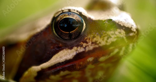 Close-up frog in the wild. hid among leaves and sticks. Macro shooting photo