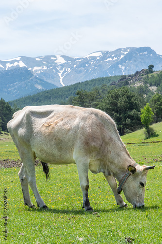 cow in mountains