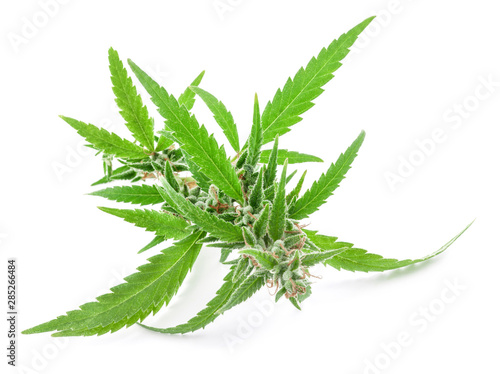 Fresh Medical marijuana isolated on white background. Therapeutic and medicinal cannabis