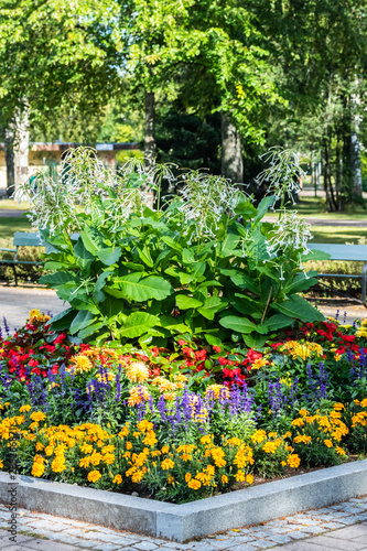 Fototapeta Naklejka Na Ścianę i Meble -  Colorful flowerbed with dahlia, begonia, salvia, marigold and sweet tobacco in the city park.