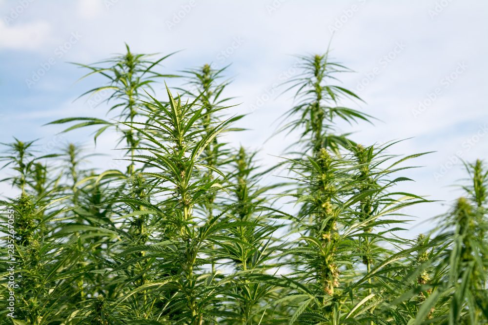canabis on marijuana field ganja farm sativa leaf weed medical hemp hash plantation cannabis legal or illegal drug canabis on marijuana field ganja farm sativa leaf weed medical hemp hash plantation cannabis legal or illegal drug