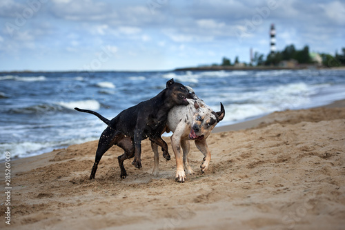 two catahoula dogs playing with each other on the beach